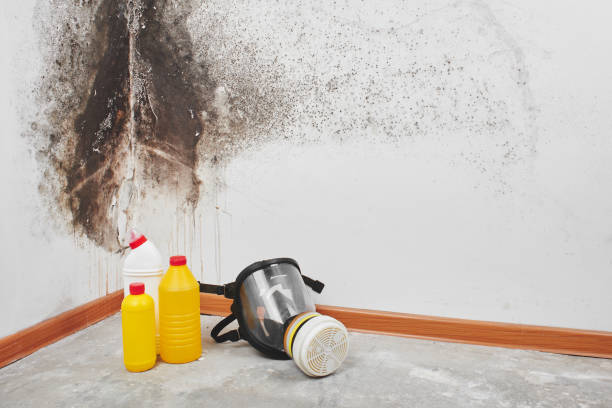 Attic Mold Removal in Triangle, VA