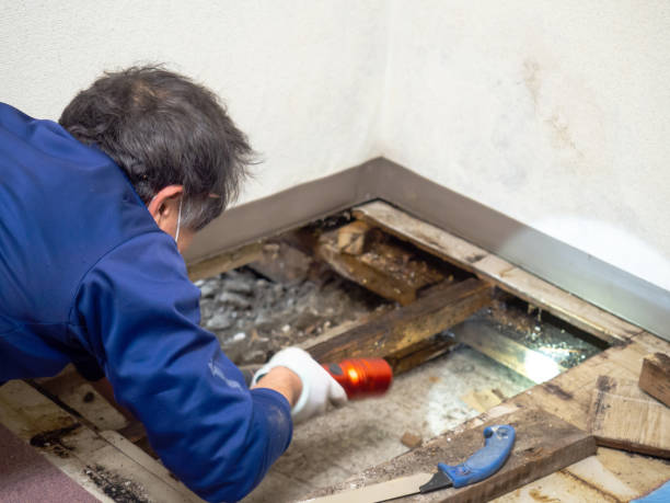 Best Emergency Mold Removal  in Triangle, VA