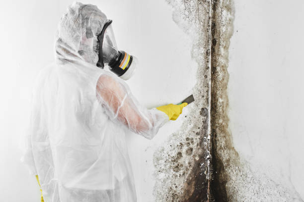 Mold Testing and Removal in Triangle, VA