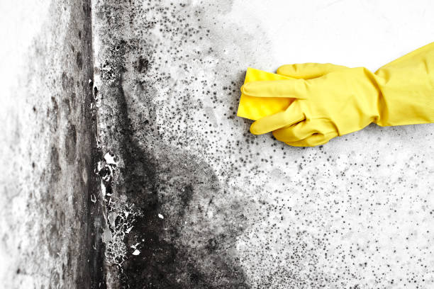 Best Commercial Mold Removal  in Triangle, VA