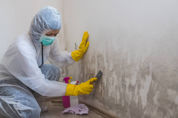 Best Certified Mold Removal  in Triangle, VA