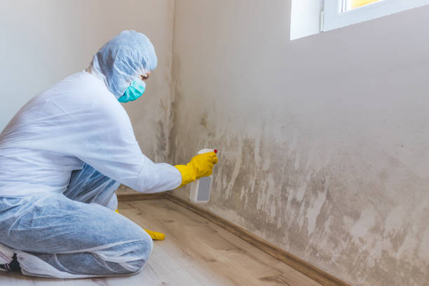 Office Mold Removal Services in Triangle, VA