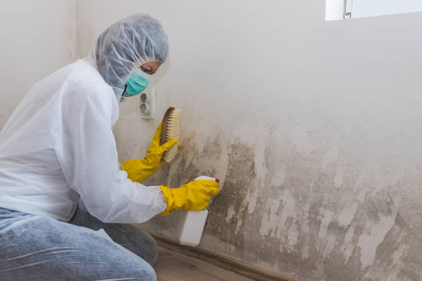 Best Professional Mold Removal  in Triangle, VA
