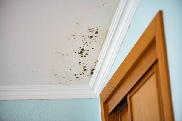 Best Fast Mold Removal  in Triangle, VA