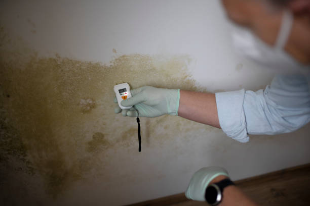 Best Mold Removal Company Near Me  in Triangle, VA