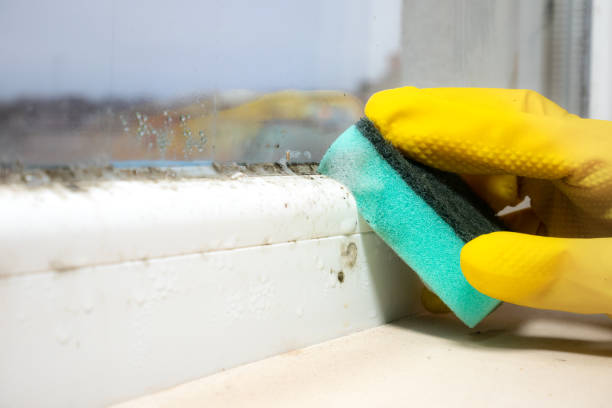 Best Water Damage Restoration  in Triangle, VA
