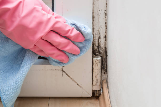 Best Mold Remediation  in Triangle, VA