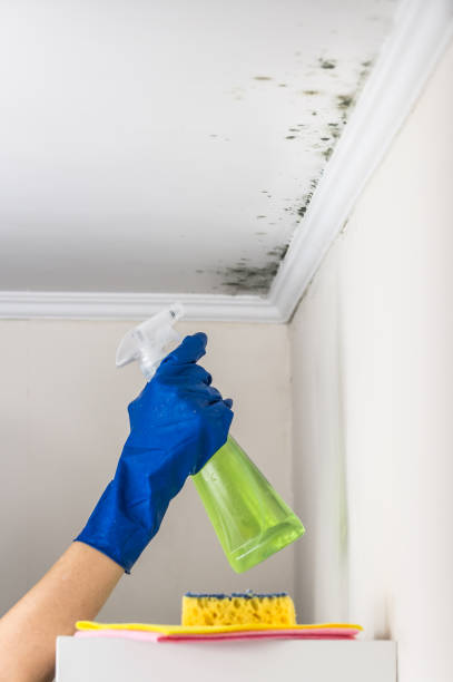Best Affordable Mold Removal  in Triangle, VA