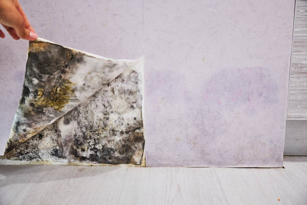 Best Crawl Space Mold Removal  in Triangle, VA